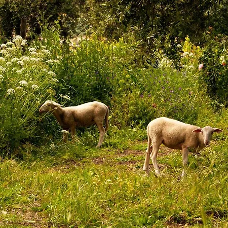 Vakantiehuis Quintinha Vicosa *