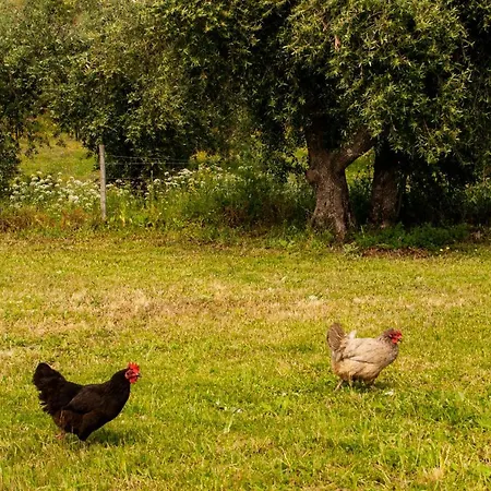 Quintinha Viçosa Hébergement de vacances Aldeia Vicosa