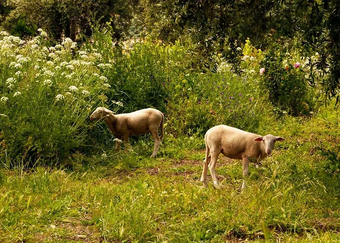 Holiday home Quintinha Vicosa *